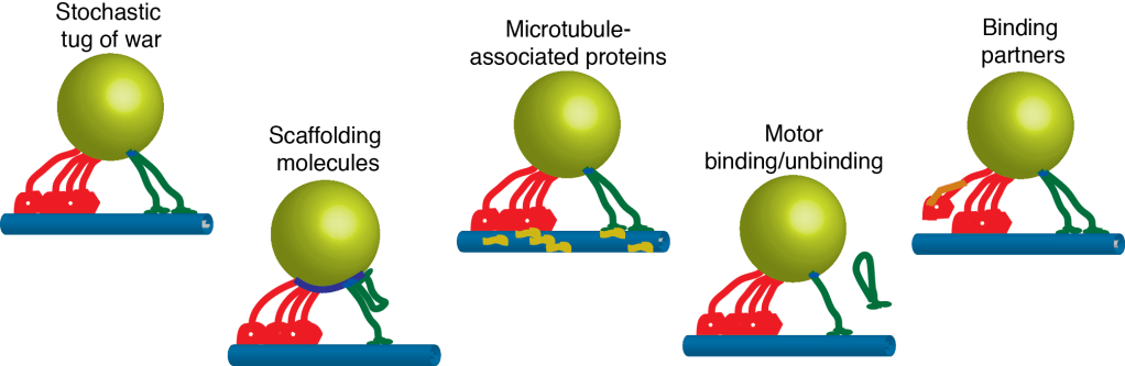 bidirectional-regulation-3